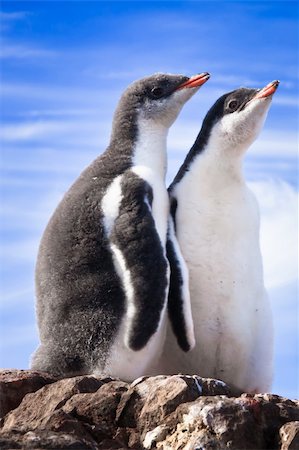 simsearch:400-04269039,k - penguins resting on the stony coast of Antarctica Fotografie stock - Microstock e Abbonamento, Codice: 400-04802547