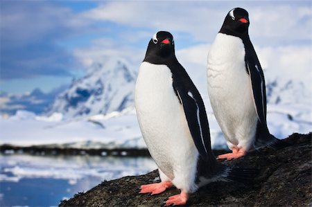 penguin on mountain - penguins dreaming sitting on a rock, mountains in the background Photographie de stock - Aubaine LD & Abonnement, Code: 400-04802563