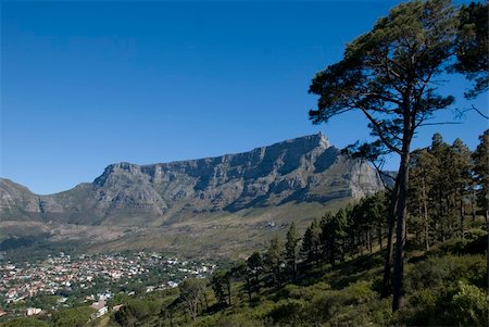 south africa scene tree - view over cape town of table mountain Stock Photo - Budget Royalty-Free & Subscription, Code: 400-04802594