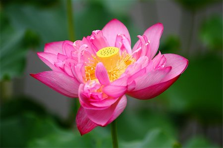 lotus with green leaves Stock Photo - Budget Royalty-Free & Subscription, Code: 400-04802720