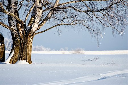 simsearch:400-05306863,k - View of birch at sunny day winter landscape Photographie de stock - Aubaine LD & Abonnement, Code: 400-04802739