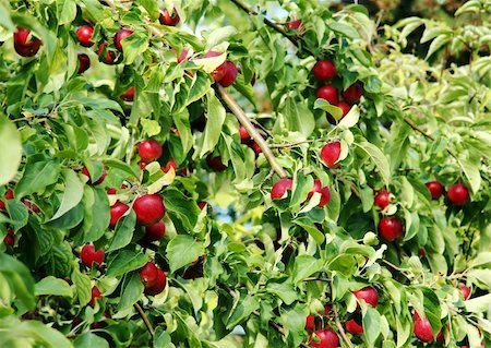 Apple tree branches full of bright red ripe apples ready for the picking. Fotografie stock - Microstock e Abbonamento, Codice: 400-04802838