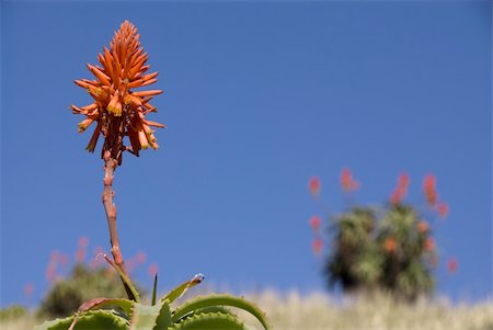 Aloe plant on hill top on a sunny day in south africa Stockbilder - Microstock & Abonnement, Bildnummer: 400-04803027