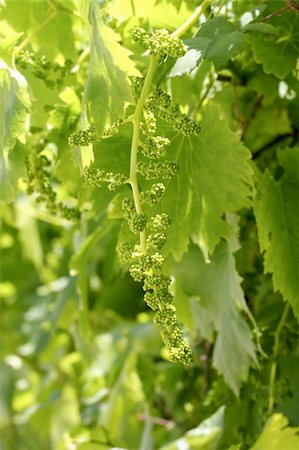 simsearch:400-04823439,k - vineyard with little baby graps growing sprouts spring Spain Stockbilder - Microstock & Abonnement, Bildnummer: 400-04803050