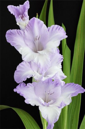 Beautiful violet gladiolus against the black background Foto de stock - Royalty-Free Super Valor e Assinatura, Número: 400-04803441