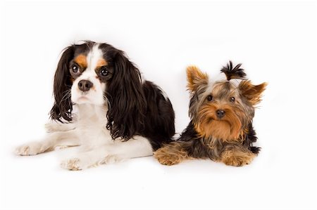 simsearch:400-06461634,k - photo of young yorkshire terrier and cavalier king charles spaniel dog Stock Photo - Budget Royalty-Free & Subscription, Code: 400-04803501