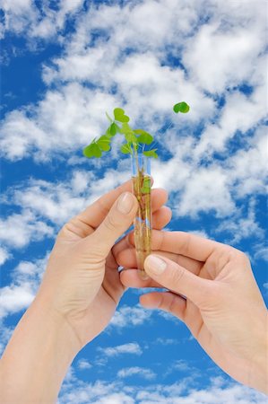 Hands holding tube with fresh  sorel (oxalis) Stock Photo - Budget Royalty-Free & Subscription, Code: 400-04803575