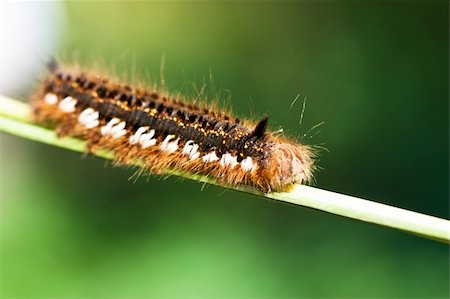 Macro view of hairy caterpillar on a stalk Stock Photo - Budget Royalty-Free & Subscription, Code: 400-04803717