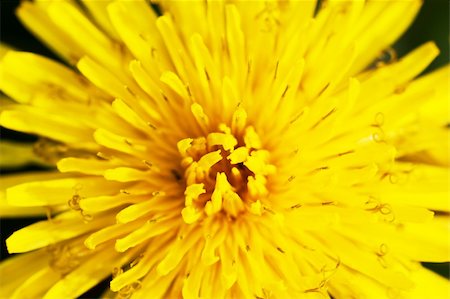 simsearch:400-04067084,k - Yellow flower. Macro shot, top view. Stock Photo - Budget Royalty-Free & Subscription, Code: 400-04803722