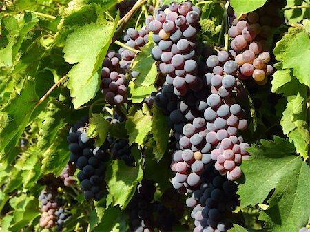 simsearch:859-03040238,k - growing grape clusters on the branches Foto de stock - Super Valor sin royalties y Suscripción, Código: 400-04803806