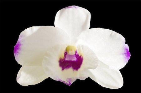dendrobium orchid - Dendrobium orchid cut-out on black background Stock Photo - Budget Royalty-Free & Subscription, Code: 400-04803837