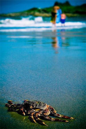 Crab on beach with people and sea in background Stockbilder - Microstock & Abonnement, Bildnummer: 400-04803933