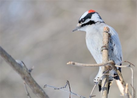 simsearch:400-07292745,k - A male downy woodpecker perched on a tree branch. Stock Photo - Budget Royalty-Free & Subscription, Code: 400-04803974