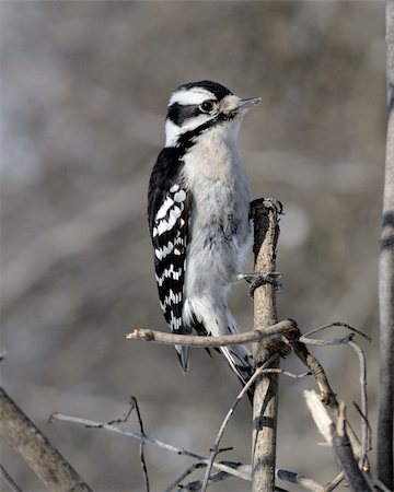 simsearch:400-07292745,k - A female downy woodpecker perched on a tree stump. Stock Photo - Budget Royalty-Free & Subscription, Code: 400-04803973