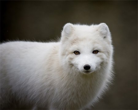 Close up of an arctic fox Stock Photo - Budget Royalty-Free & Subscription, Code: 400-04814100