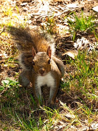 Squirrel eating a nut in the park of Genova Nervi Stock Photo - Budget Royalty-Free & Subscription, Code: 400-04814265