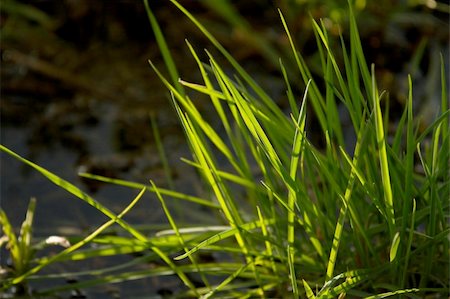 Grass detail Stock Photo - Budget Royalty-Free & Subscription, Code: 400-04814478