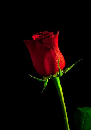 reich (artist) - red rose on black background Fotografie stock - Microstock e Abbonamento, Codice: 400-04814515