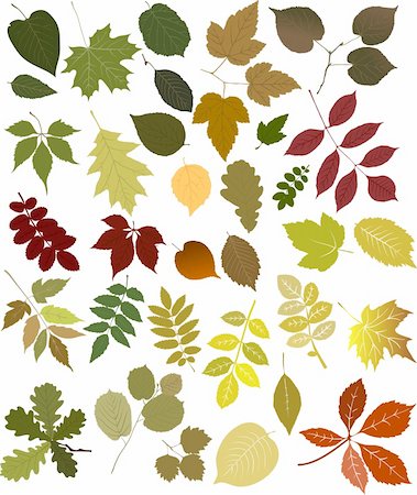 Leaves Stock Photo - Budget Royalty-Free & Subscription, Code: 400-04814570