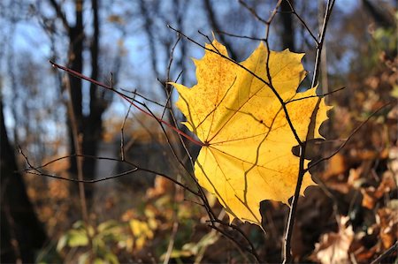 simsearch:400-05277296,k - A yellow maple leaf in autumn forest Stock Photo - Budget Royalty-Free & Subscription, Code: 400-04814700