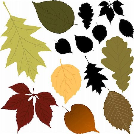Leaves Stock Photo - Budget Royalty-Free & Subscription, Code: 400-04814937