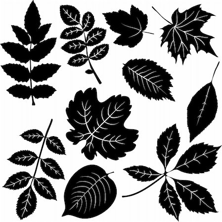 Leaves Stock Photo - Budget Royalty-Free & Subscription, Code: 400-04814943