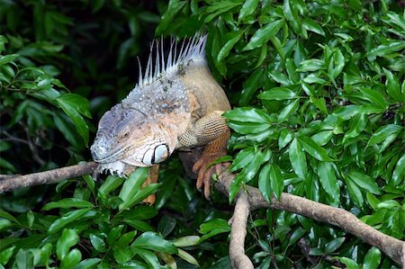 simsearch:400-07099921,k - An iguana resting high in the trees in Costa Rica Photographie de stock - Aubaine LD & Abonnement, Code: 400-04815096