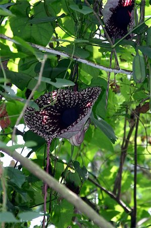 pitcher and catcher - A flower designed to be a trap for flies and bugs in the jungle Stock Photo - Budget Royalty-Free & Subscription, Code: 400-04815091