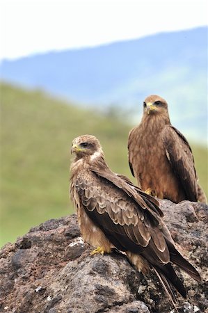 simsearch:400-03946105,k - Black Kite (Milvus migrans.) Two Black kites sit on a stone, a green grass. Foto de stock - Super Valor sin royalties y Suscripción, Código: 400-04815217