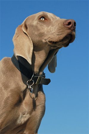 portrait of a young Weimaraner on a blue sky Stock Photo - Budget Royalty-Free & Subscription, Code: 400-04815721