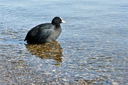 foulque - A image of the black water bird Fulica atra Foto de stock - Super Valor sin royalties y Suscripción, Código: 400-04815858