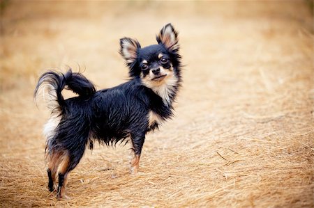 russian autumn - Long-hair Chihuahua dog outdoor portrait Stock Photo - Budget Royalty-Free & Subscription, Code: 400-04816165