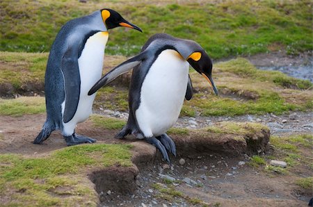 This young king penguin couple step carefully on uneven ground in their colony at Fortuna Bay, Shetland Islands. Stockbilder - Microstock & Abonnement, Bildnummer: 400-04816198