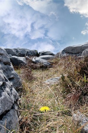 yellow flower and burren plant life in the cracks of rocks Stock Photo - Budget Royalty-Free & Subscription, Code: 400-04816294