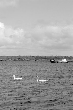 simsearch:400-04975876,k - two white beautiful swan in the water with trawler in background Foto de stock - Super Valor sin royalties y Suscripción, Código: 400-04816297