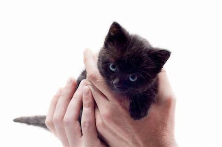 simsearch:400-07715679,k - Shot of little cute black kitten isolated on white Foto de stock - Super Valor sin royalties y Suscripción, Código: 400-04816363