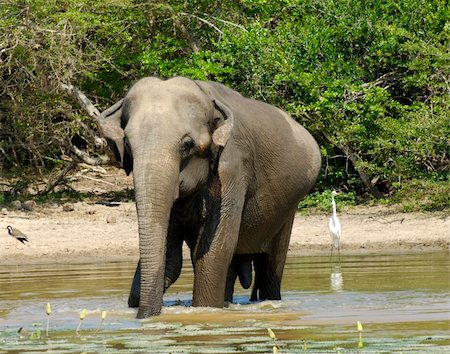 simsearch:400-04923236,k - Wild elephant (lephus maximus vilaliya) having a bath. Safari in a National Park Yala, Sri Lanka Stock Photo - Budget Royalty-Free & Subscription, Code: 400-04816424