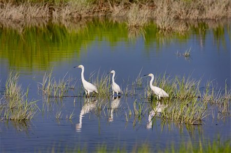 simsearch:400-08370626,k - Three Snowy Egrets (Egretta thula) wading in water Foto de stock - Super Valor sin royalties y Suscripción, Código: 400-04816587