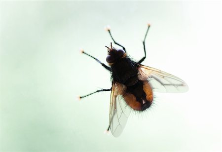 simsearch:400-04725341,k - Macro shot of housefly sitting on a window Photographie de stock - Aubaine LD & Abonnement, Code: 400-04816927