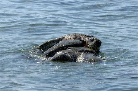 simsearch:859-07566261,k - Galapagos sea turtles during their mating process Photographie de stock - Aubaine LD & Abonnement, Code: 400-04816966
