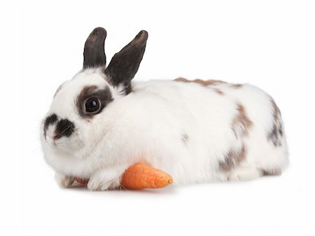 red dwarf - white rabbit with blask spots Stock Photo - Budget Royalty-Free & Subscription, Code: 400-04817303