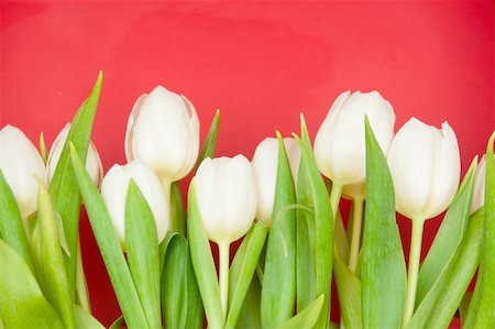 simsearch:400-04340566,k - white tulips on red Photographie de stock - Aubaine LD & Abonnement, Code: 400-04817331