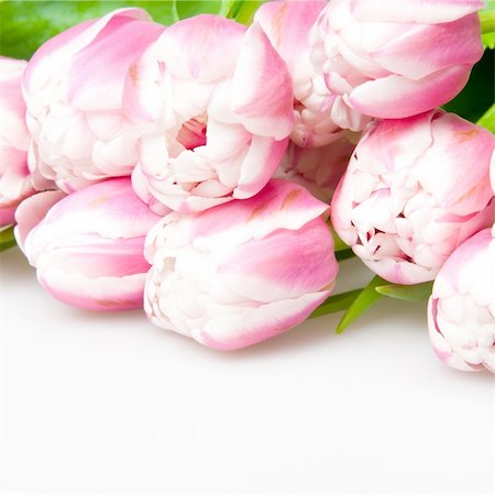 simsearch:400-04298096,k - pink tulips on white Foto de stock - Super Valor sin royalties y Suscripción, Código: 400-04817342