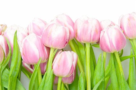simsearch:400-04298096,k - pink tulips on white Foto de stock - Super Valor sin royalties y Suscripción, Código: 400-04817343