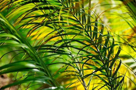 funchal - Palm tree leaves - Neodypsis - abstract background Foto de stock - Super Valor sin royalties y Suscripción, Código: 400-04817582