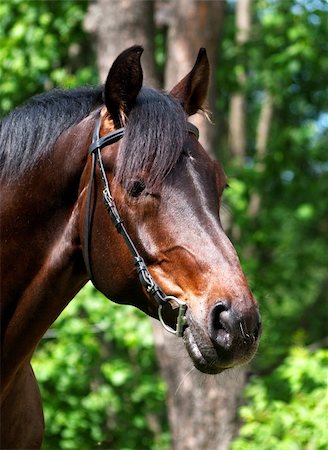 portrait of bay horse. outdoor Foto de stock - Super Valor sin royalties y Suscripción, Código: 400-04817685