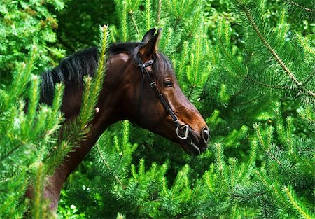 portrait of bay horse. outdoor Stock Photo - Budget Royalty-Free & Subscription, Code: 400-04817687