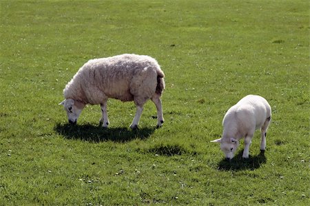 simsearch:400-05684520,k - sheep and lamb grazing on green grass in ireland Stock Photo - Budget Royalty-Free & Subscription, Code: 400-04817721