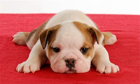 cute english bulldog puppy laying down on red blanket - 5 weeks old Stock Photo - Budget Royalty-Free & Subscription, Code: 400-04817766