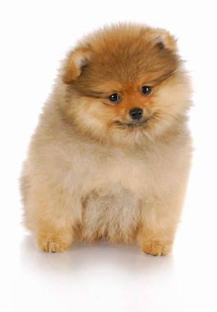 adorable pomeranian puppy sitting with reflection on white background Stockbilder - Microstock & Abonnement, Bildnummer: 400-04817807